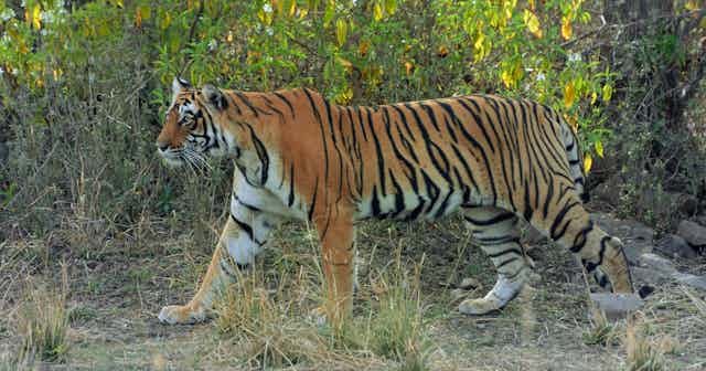 Tiger stripes - Die preiswertesten Tiger stripes ausführlich analysiert