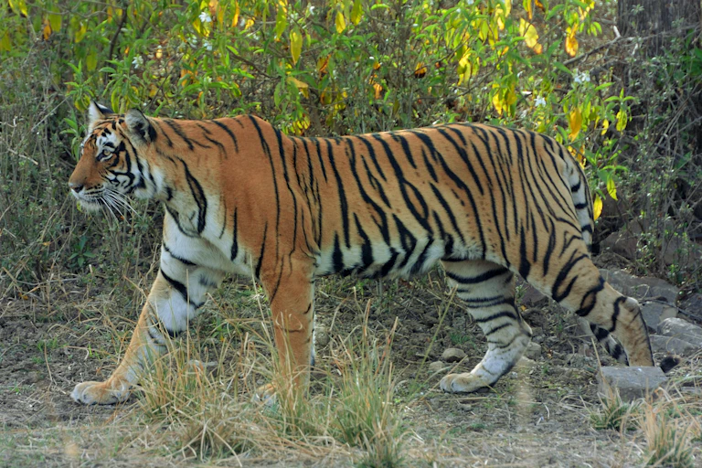 tiger amongst foliage