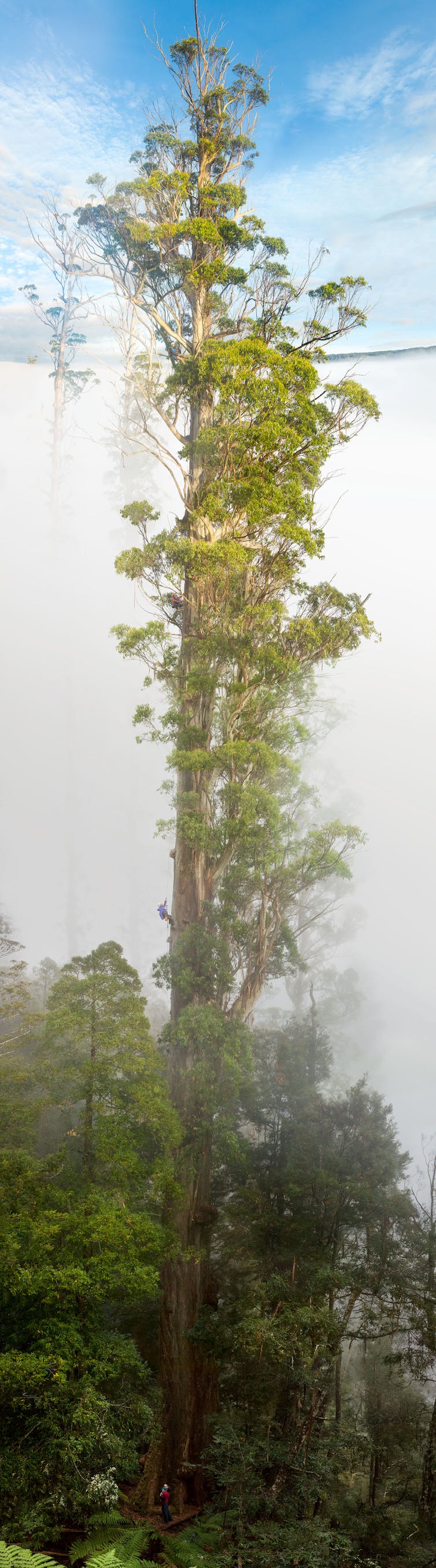 A portrait of an entire tree captured. Its canopy breaches the clouds.