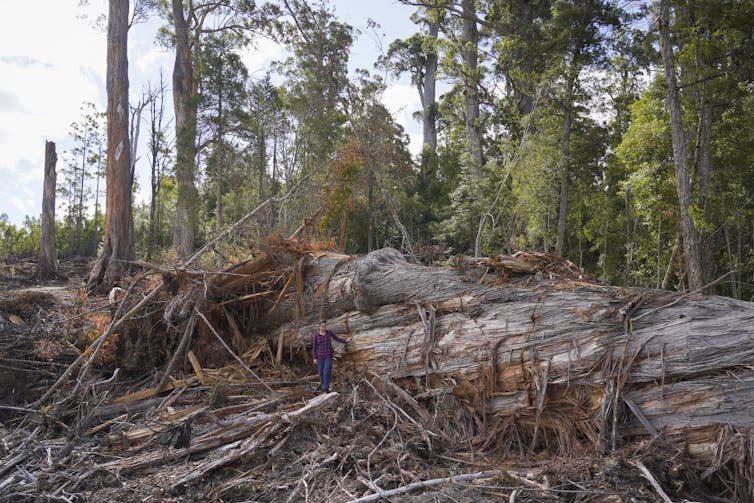 A woman appears tiny standing against an enormous felled tree.