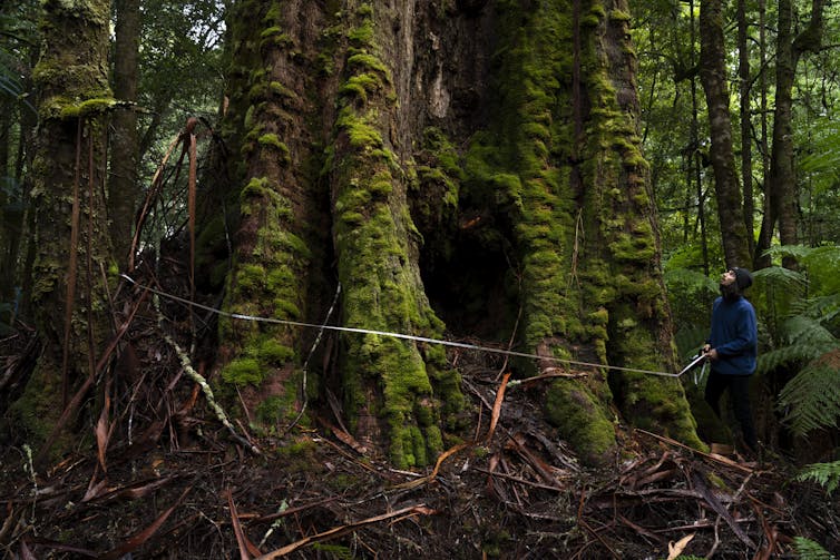 A man wraps a measuring tape around a huge tree trunk, covered in moss.