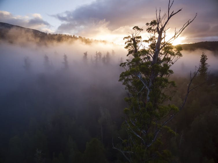 The tops of the giant tree canopies are higher than the clouds.