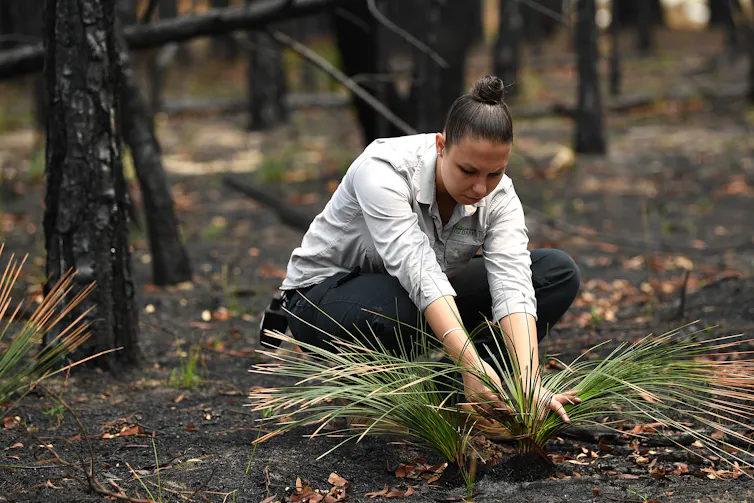 Amanda Shields from the Darkinjung Local Aboriginal Land Council inspects the plant regrowth after a fire.