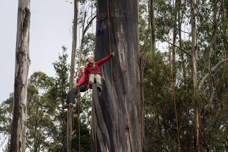 Photos from the field: capturing the grandeur and heartbreak of Tasmania's giant trees