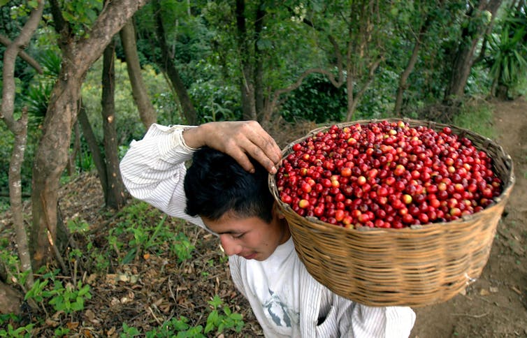 Man carrying a basket of freshly harvested coffee beans in a plantation.