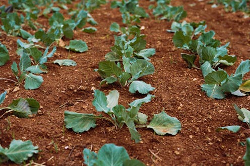 Una de las principales fuentes de emisiones de gases de efecto invernadero es la agricultura y la ganadería. Por lo tanto, nuestras decisiones a la hora de alimentarnos pueden tener un impacto significativo para reducir nuestra huella en el planeta.