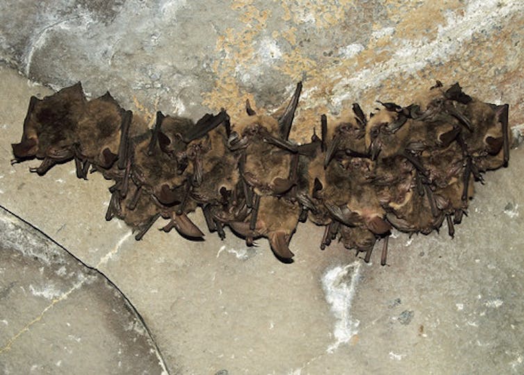 Inmunidad y longevidad: tenemos mucho que aprender de los murciélagos