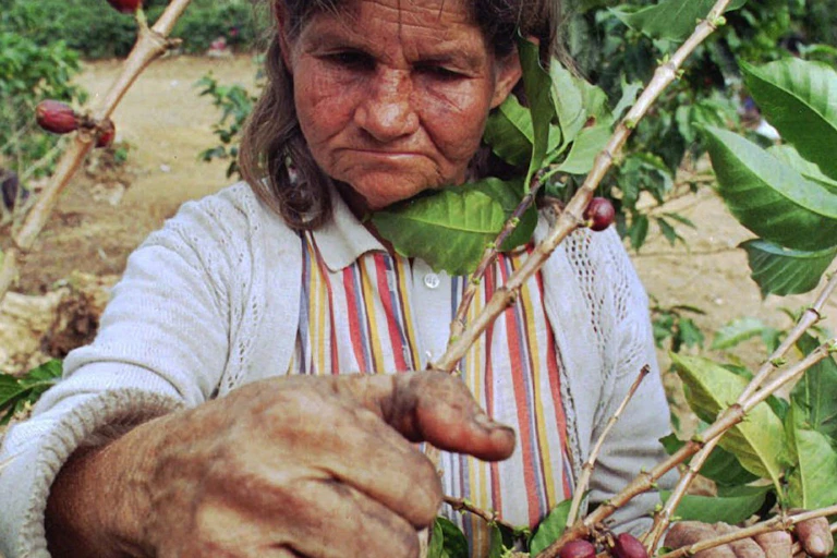 Women picking coffee beans in plantation