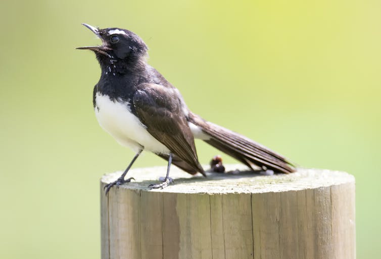 Predators, prey and moonlight singing: how phases of the Moon affect native wildlife