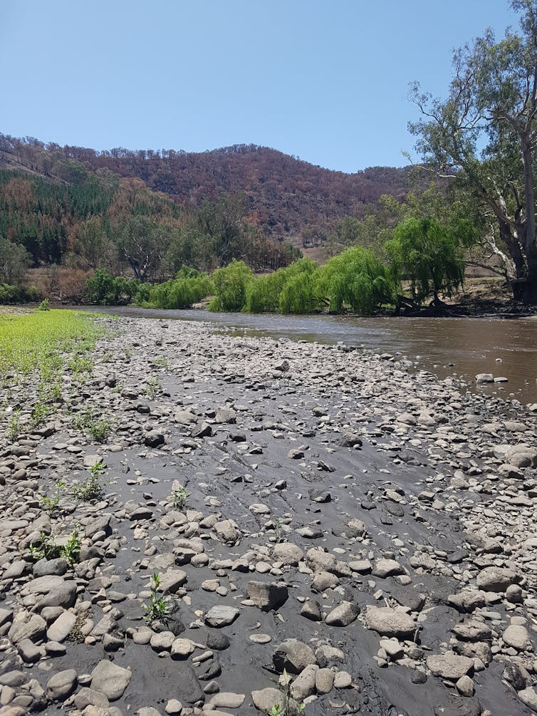 How bushfires and rain turned our waterways into 'cake mix', and what we can do about it