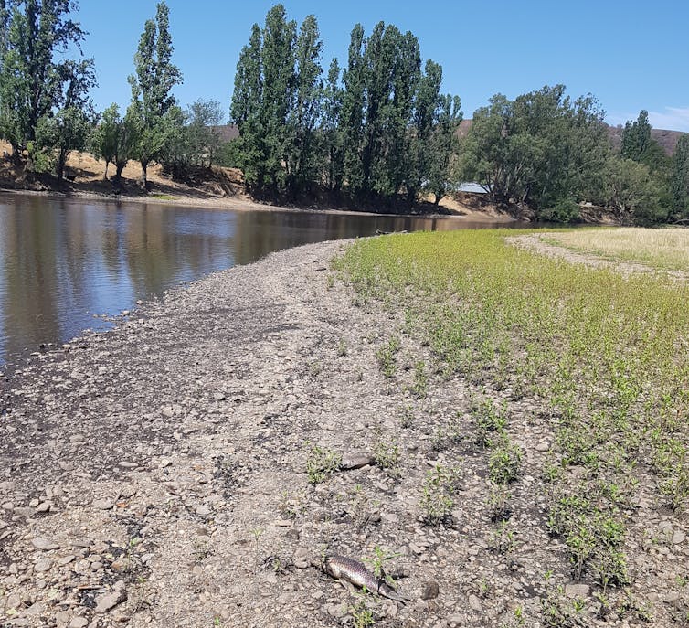 How bushfires and rain turned our waterways into 'cake mix', and what we can do about it