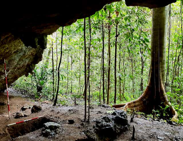 Hutan dilihat dari dalam gua.