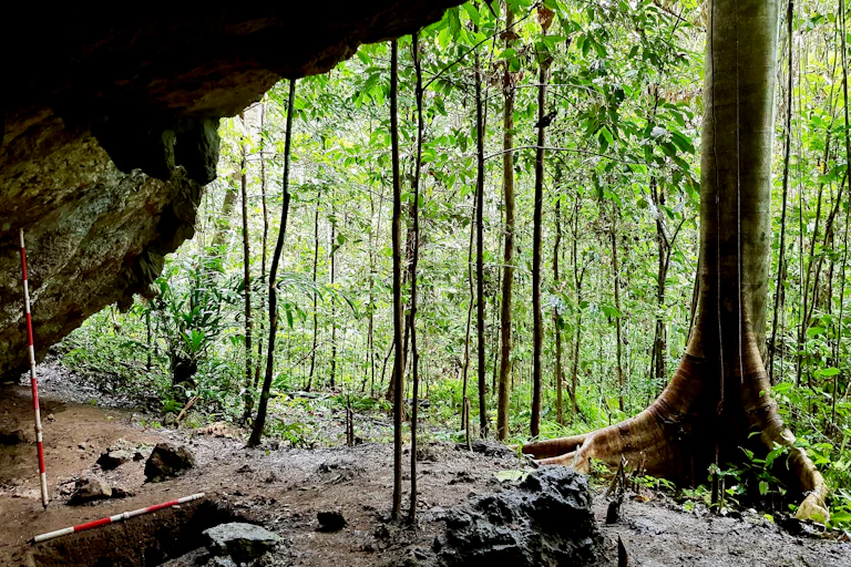 Hutan dilihat dari dalam gua.