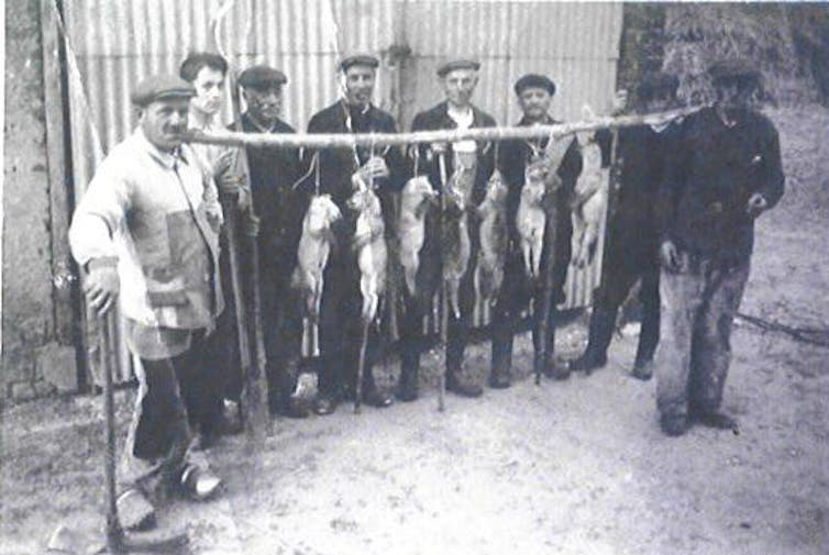 Chasseurs de renards en France dans les années 1950.