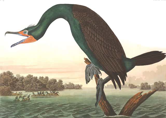 Audubon print: Florida cormorant