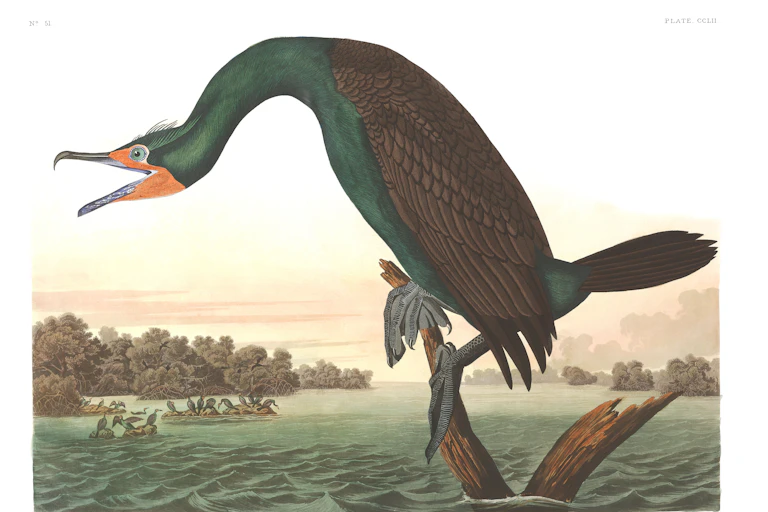 Audubon print: Florida cormorant