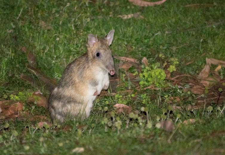 how phases of the Moon affect native wildlife