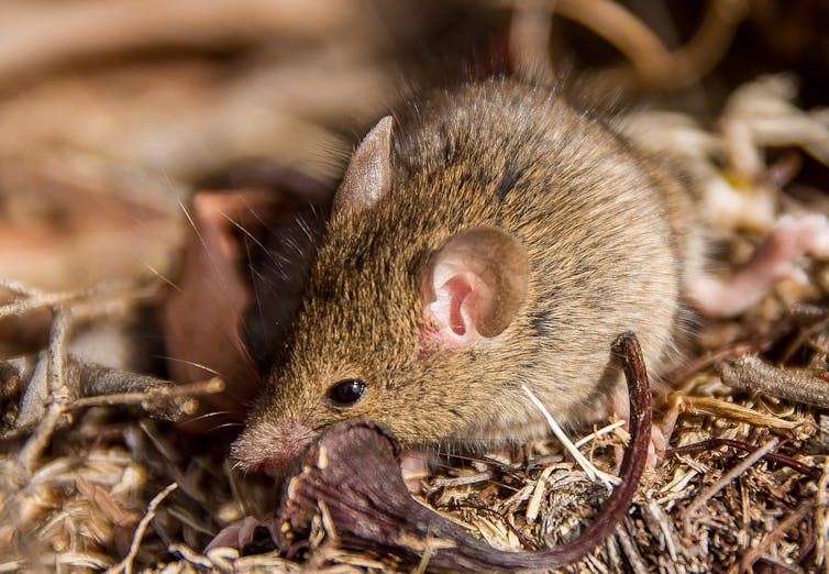 A little red antechinus