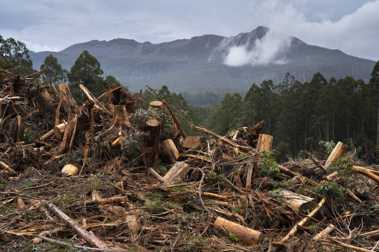 Chopped wood in a logging coupe.