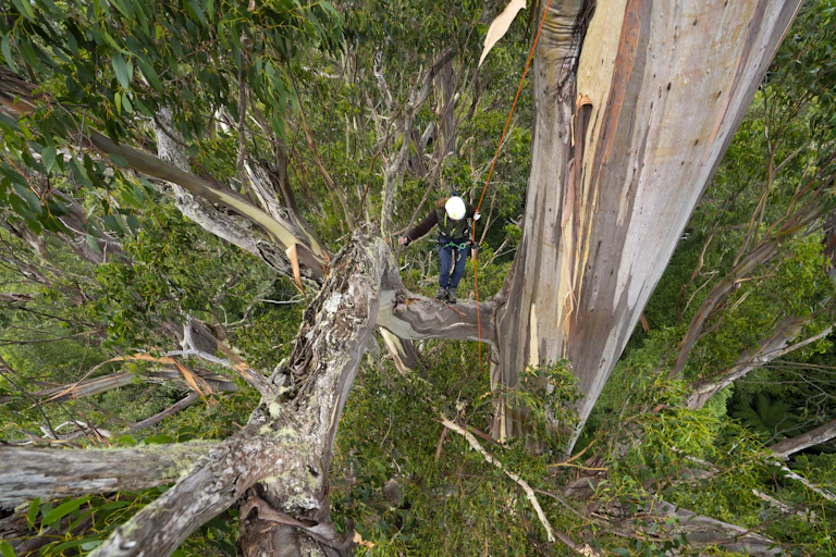 A person holds onto a rope while climbing an enormous tree.