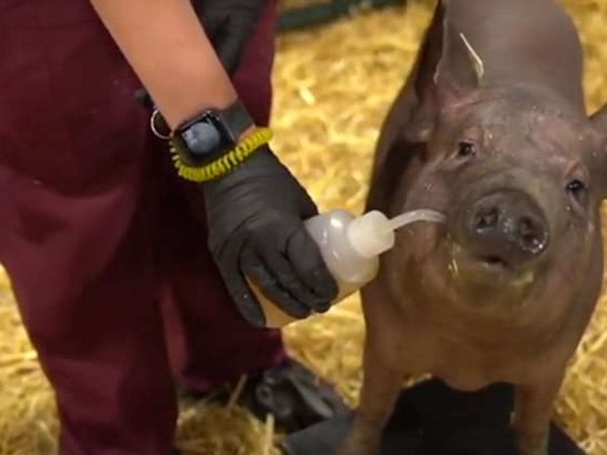 Neuralink put a chip in Gertrude the pig's brain. It might be useful one day