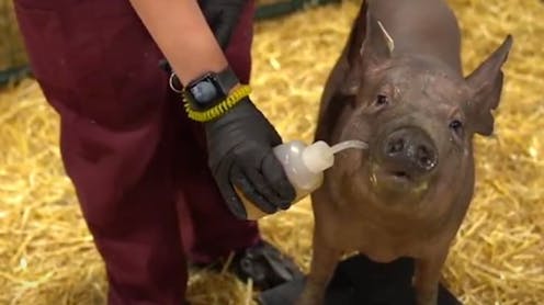 Neuralink Put A Chip In Gertrude The Pig S Brain It Might Be Useful One Day