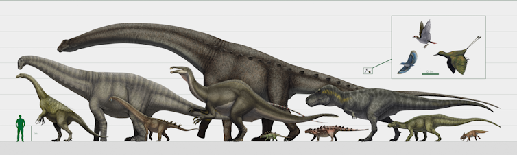Diagram of dinosaur sizes compared with a human