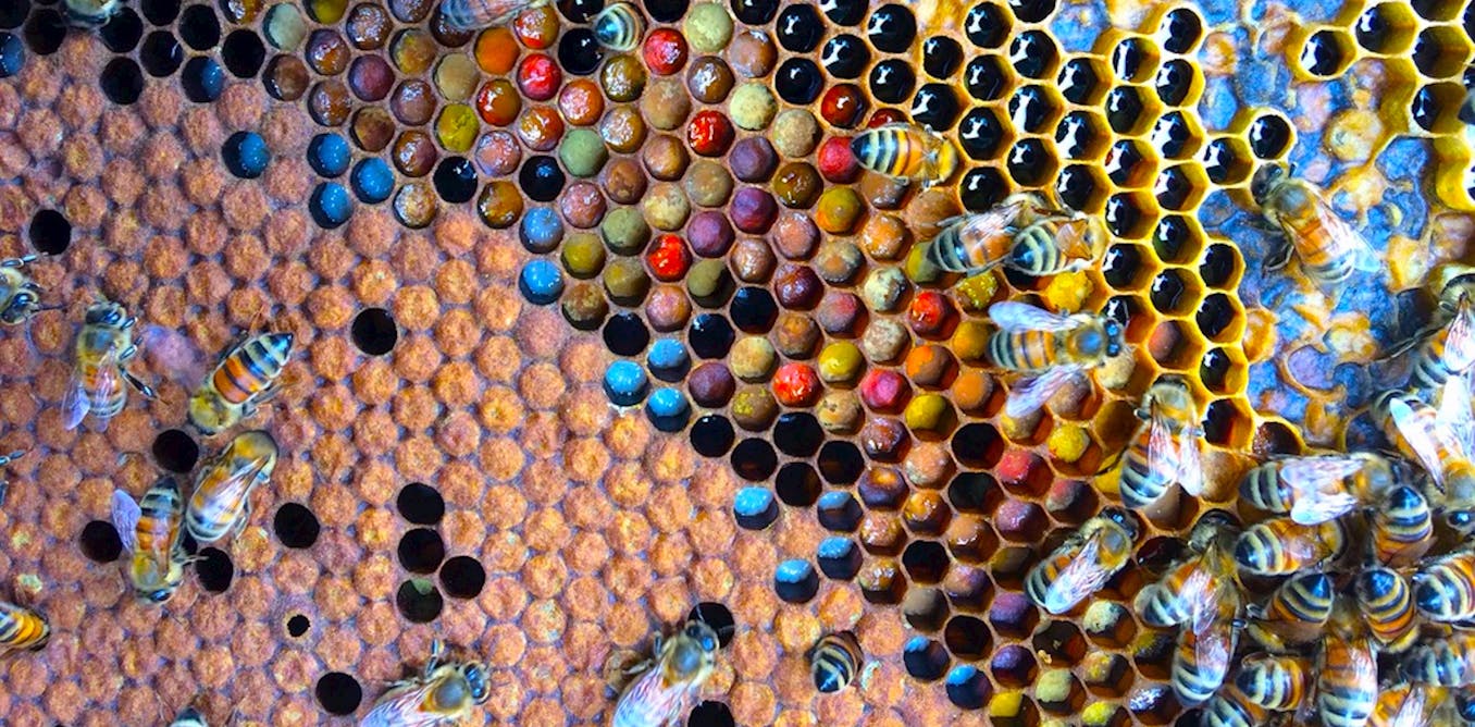 Bagaimana lebah  memproduksi madu  Bagaimana lebah  memproduksi madu