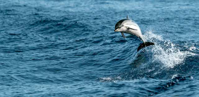 Delfín rayado saltando sobre las olas del mar.