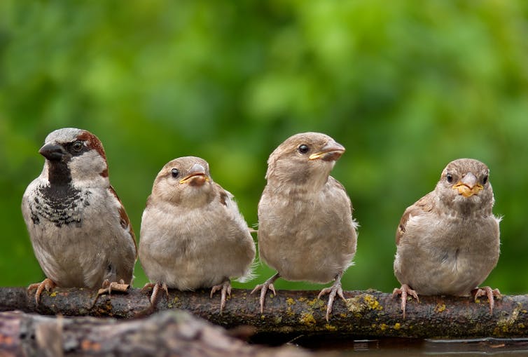 A father house sparrow sits with three offspring on his right.