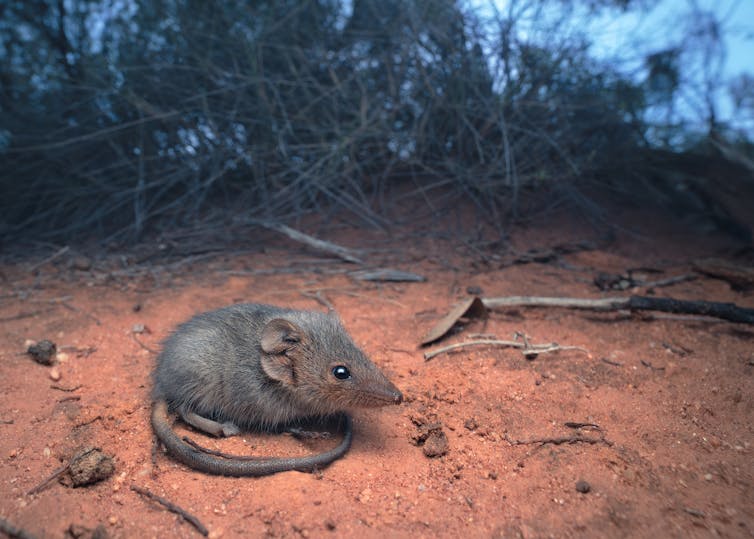 Predators, prey and moonlight singing: how phases of the Moon affect native wildlife