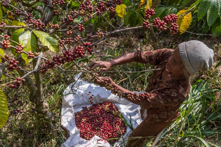 A farmer picks coffee cherries in 