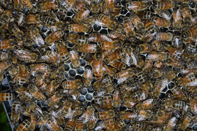 Many bees close together in a hive
