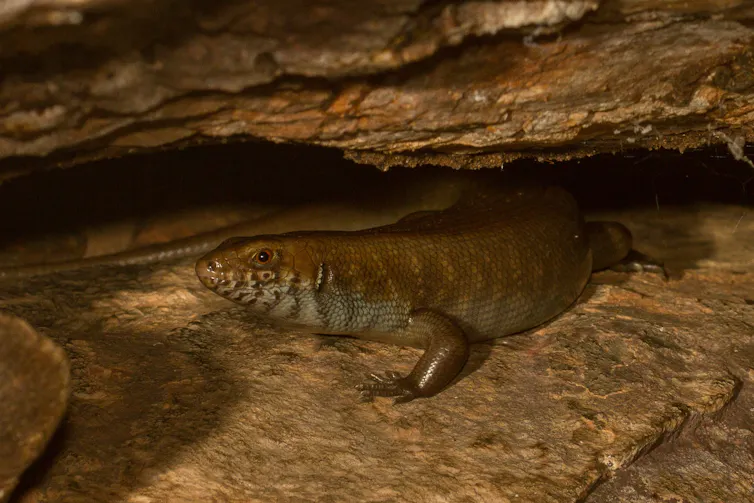 Arnhem Land gorges skink