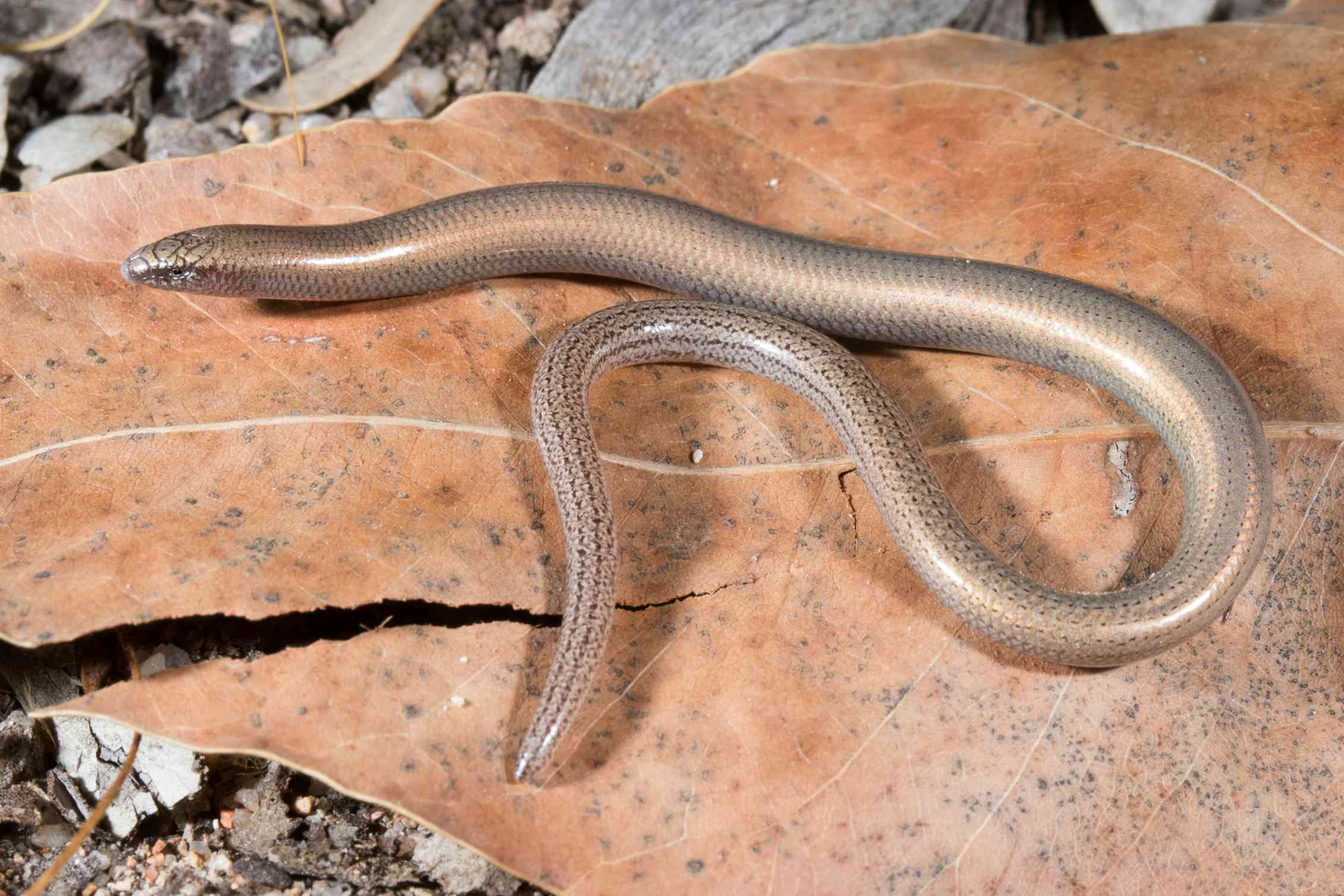 New research reveals these 20 Australian reptiles are set to disappear