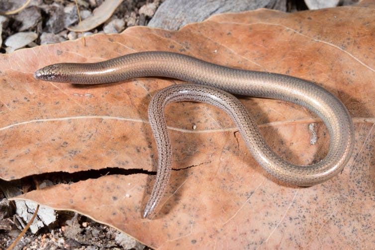 The Mount Surprise slider, a light-brown snake