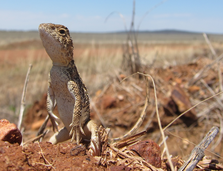 The Roma earless dragon sitting up on hind legs.