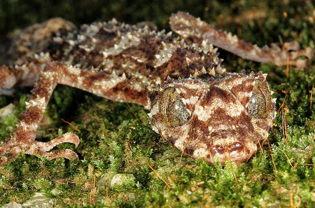 Cape Melville leaf tailed gecko 