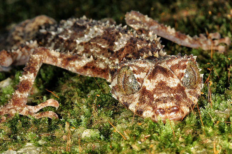 Cape Melville leaf tailed gecko