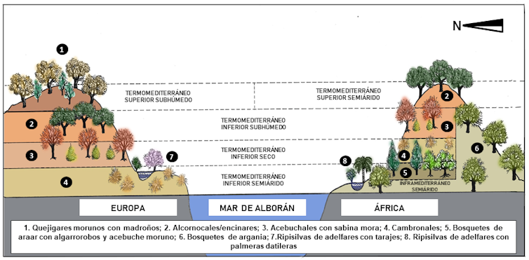 Especies y distribución de un cinturón verde en el entorno del mar de Alborán. Author provided