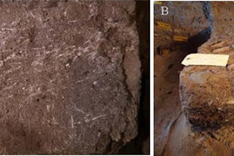 Close-ups of fossil remains in a cave