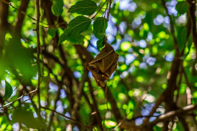 A bat hanging from a leafy tree. 