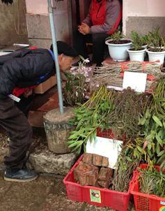 Man sniffs bright pink flower at stall.