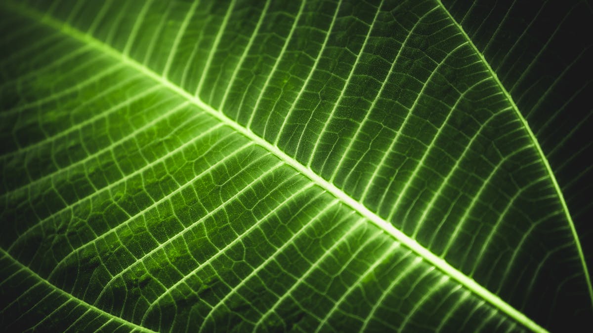 Plants Might Be Able To Tell Us About The Location Of Dead Bodies Helping Families Find Missing People