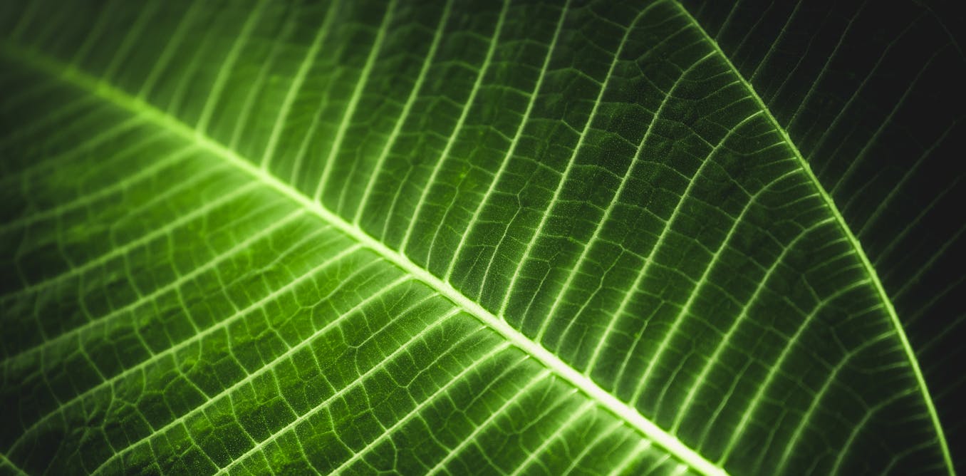Plants Might Be Able To Tell Us About The Location Of Dead Bodies Helping Families Find Missing People