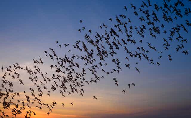 Una manada de murciélagos vuela al atardecer.