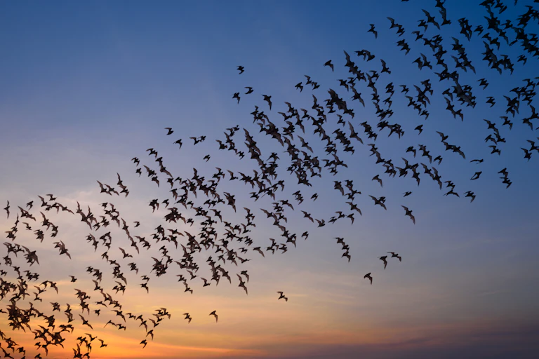 Una manada de murciélagos vuela al atardecer.