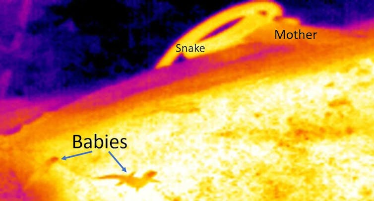 Thermal camera image showing the mother skink attacking the snake while her babies watch on