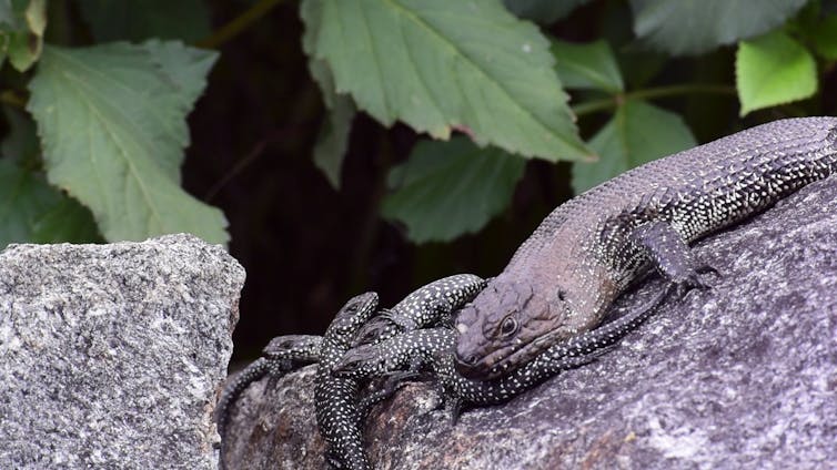 Adult and young skinks sun-baking together