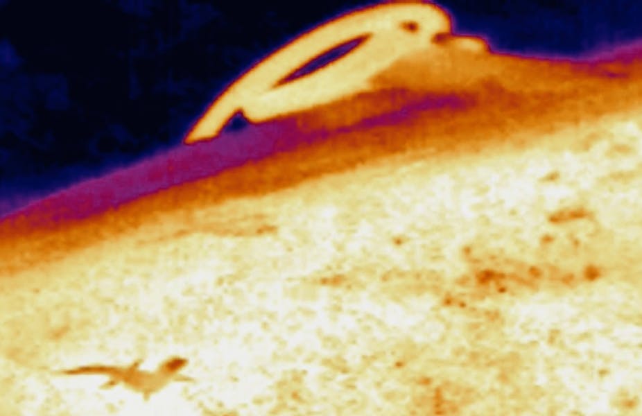 Thermal video image of skink attacking a snake